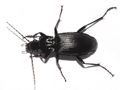 Pterostichus niger